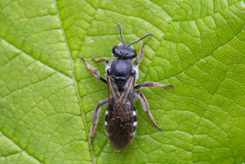 Réf. 297 148 : Lasioglossum sp.